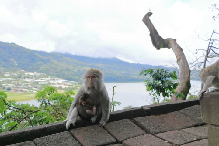 Tambopata fauna
