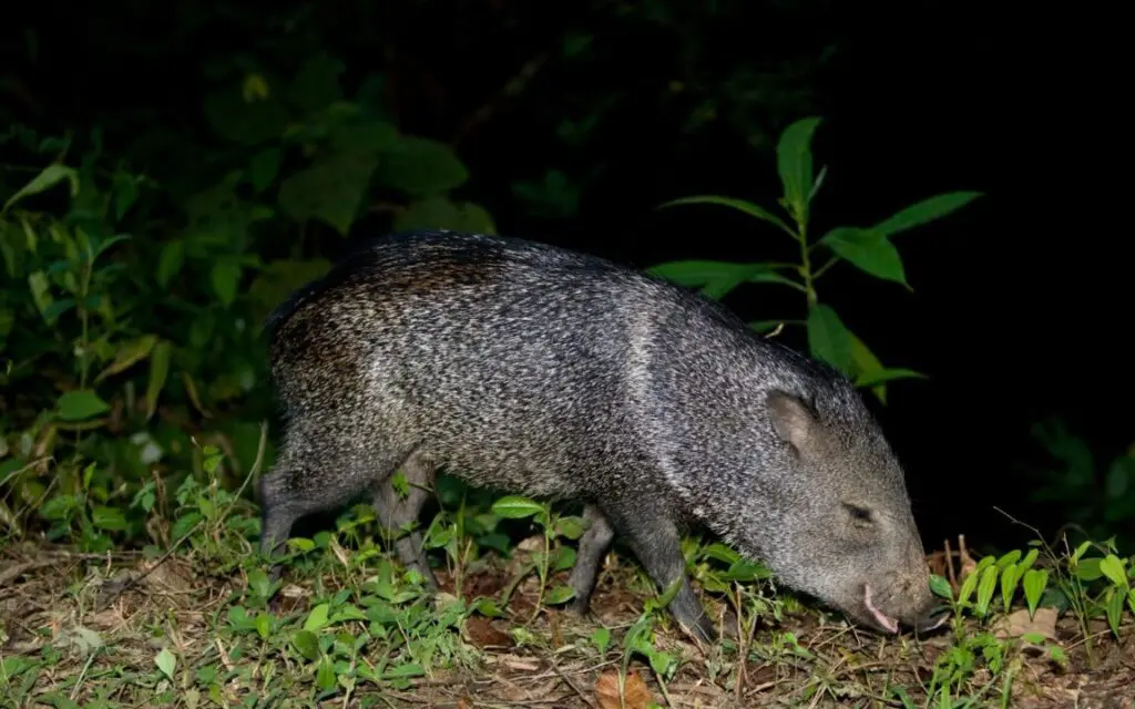 Collared Peccary in the Peruvian Amazon – Manu National Park