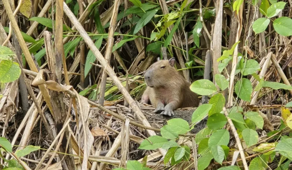 À quoi s’attendre lors d’une excursion à Manu ? Capibara in the Manu