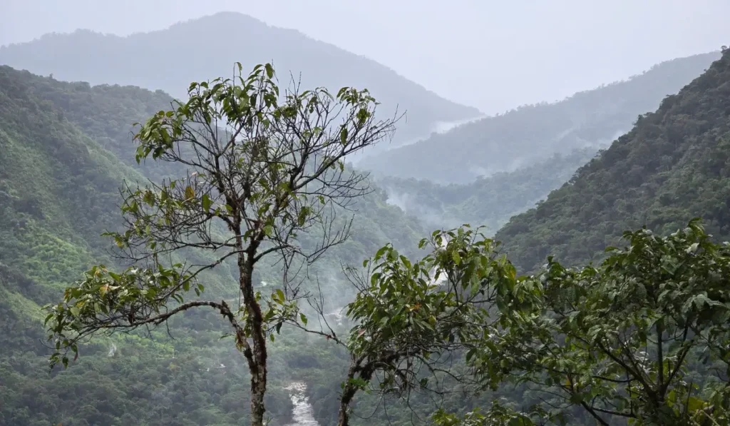 À quoi s’attendre lors d’une excursion à Manu ? Manu Cloud Forest