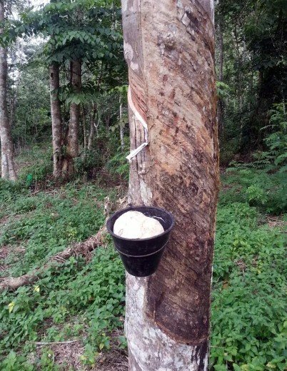 Flora of Manu National Park