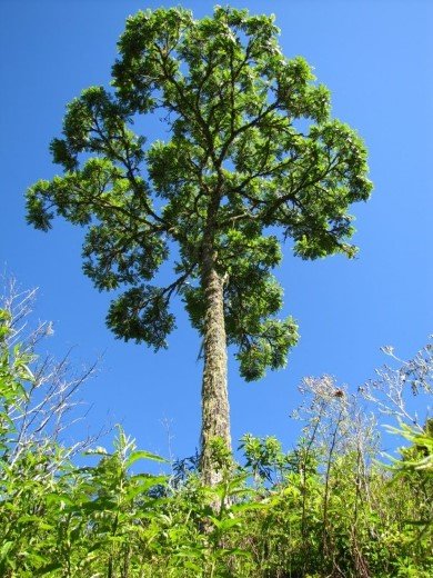 Flora of Manu National Park