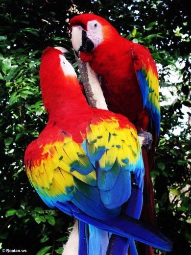 Macaw Clay Lick in the Tambopata National Reserve