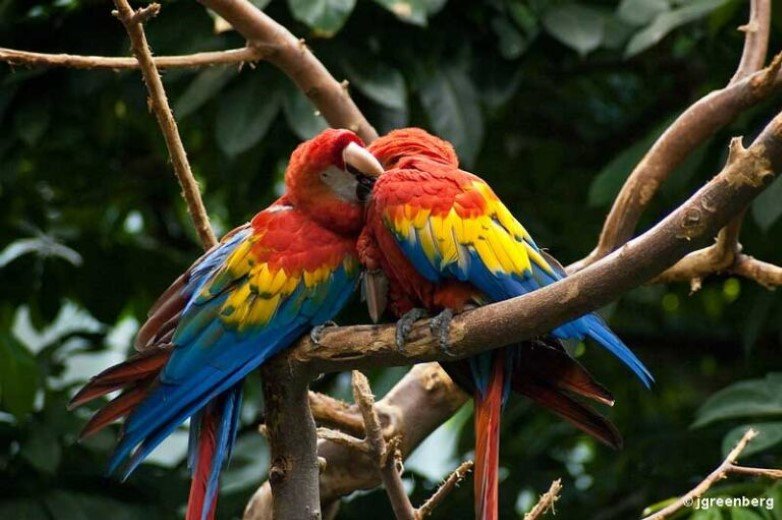 Macaw Clay Lick in the Tambopata National Reserve