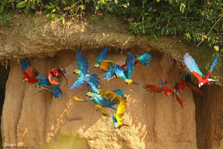 Macaw Clay Lick in the Tambopata National Reserve