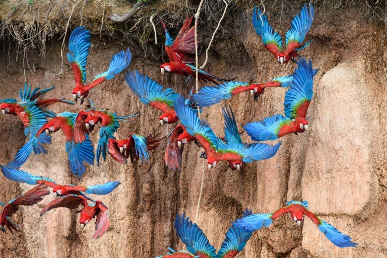 Collpa de Guacamayos en la Reserva Nacional Tambopata