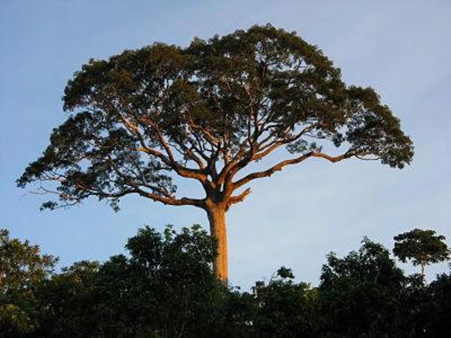 Flora of Manu National Park