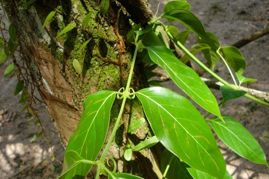 Flora do Parque Nacional do Manu