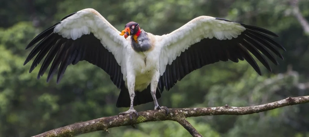 Manu National Park in October