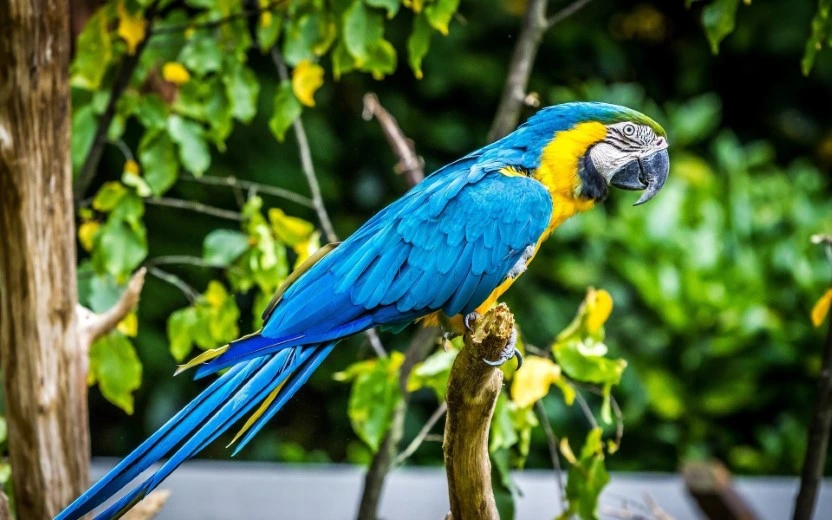 Blue-and-Yellow Macaw