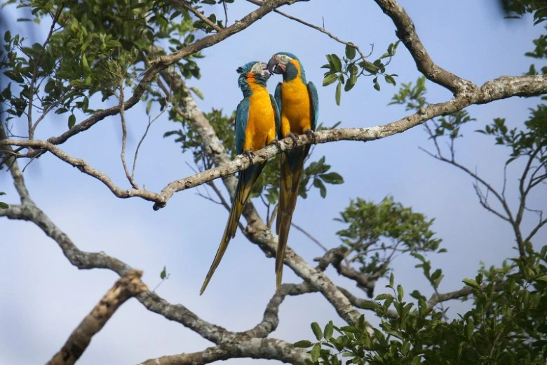 equipaje esencial - Parque Nacional del Manu