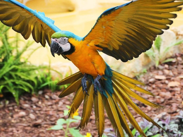 Blue-and-Yellow Macaw