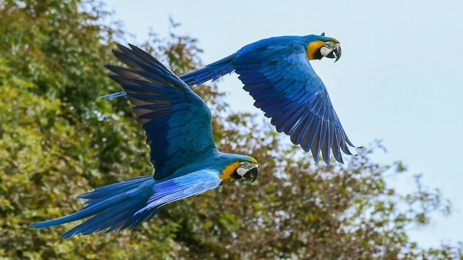 Blue-and-Yellow Macaw