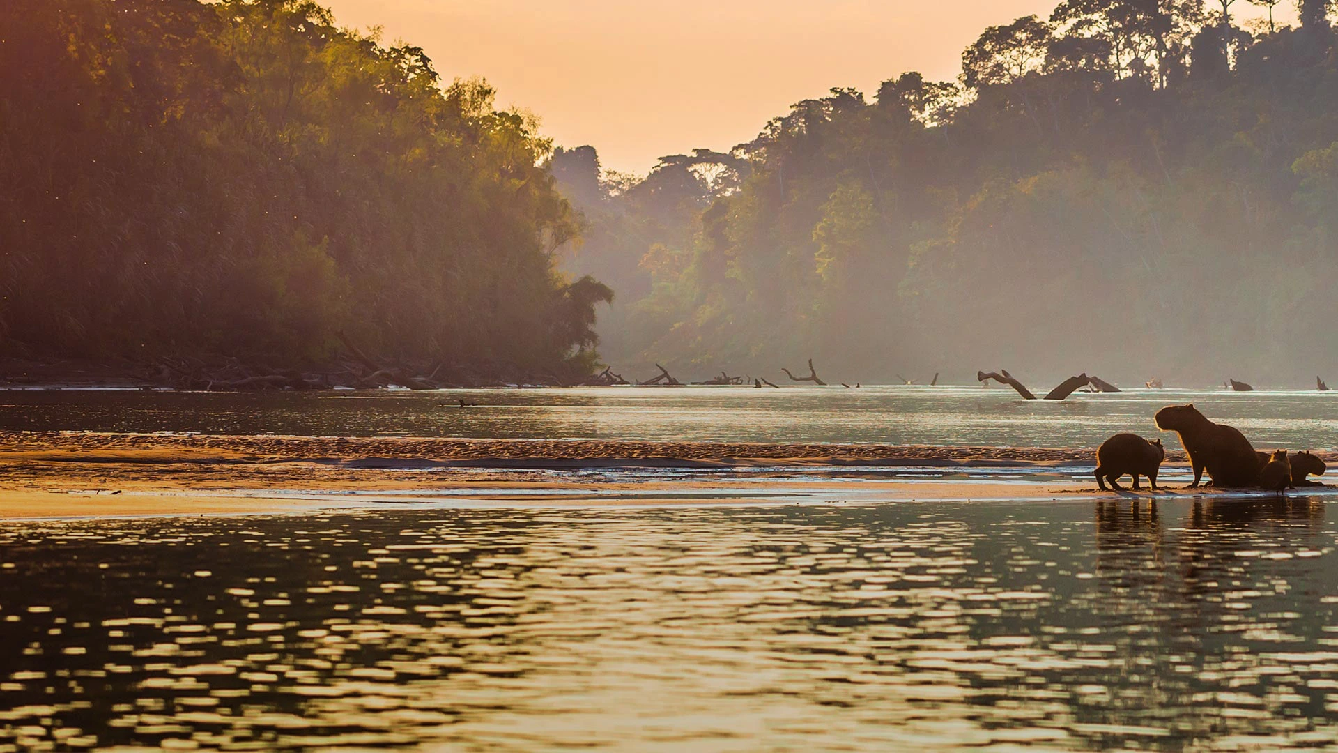 Best Time to Visit the Peruvian Amazon