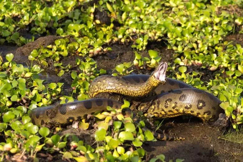The Most Dangerous Animals of the Amazon