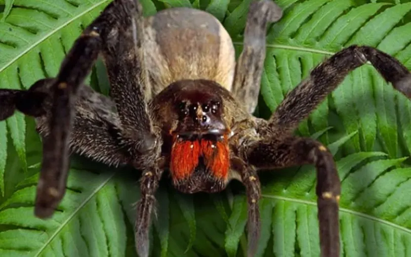 The Most Dangerous Animals of the Amazon
