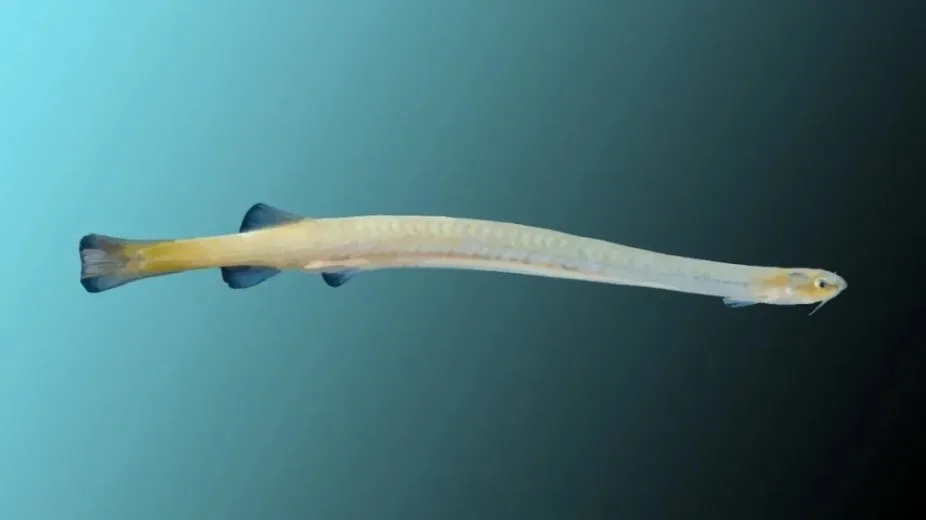 The Most Dangerous Animals of the Amazon