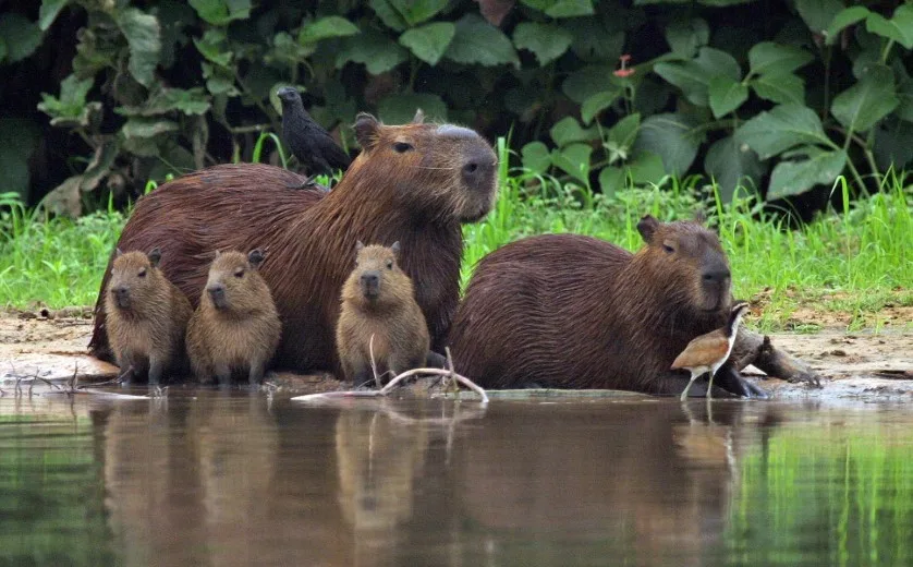 Where to See Capybaras in Peru