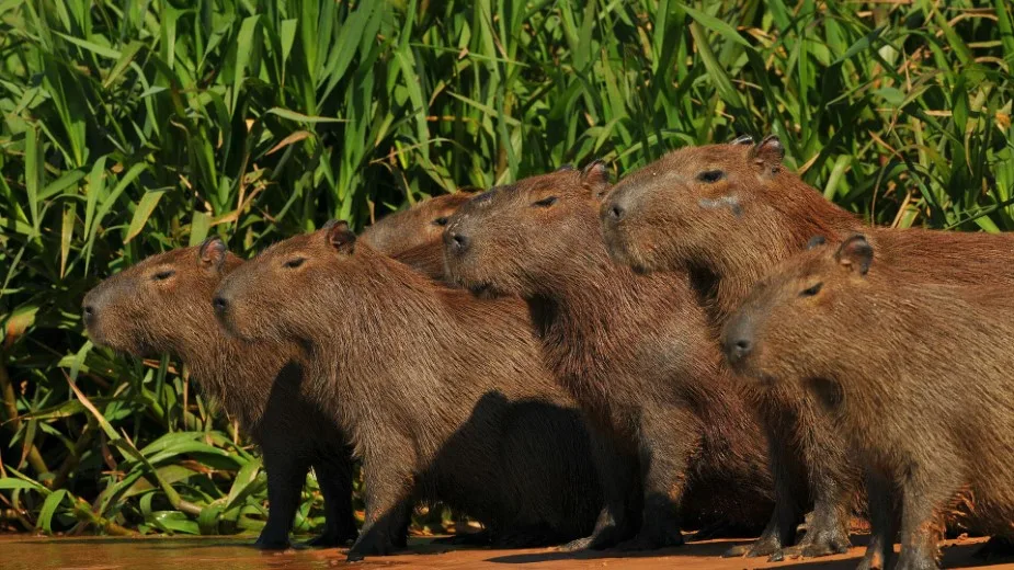 Where to See Capybaras in Peru