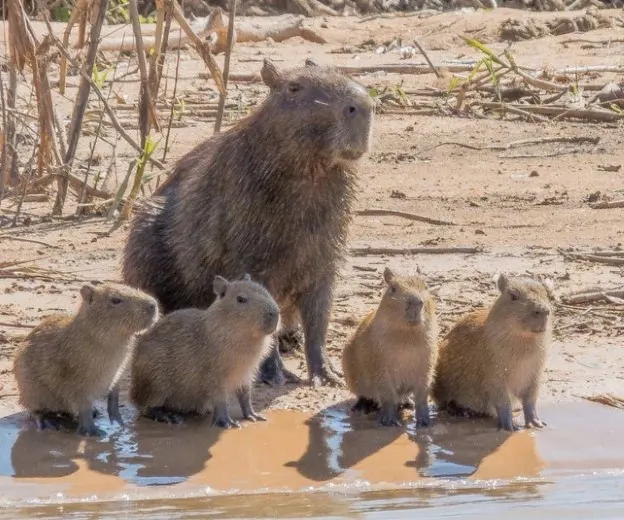 Where to See Capybaras in Peru