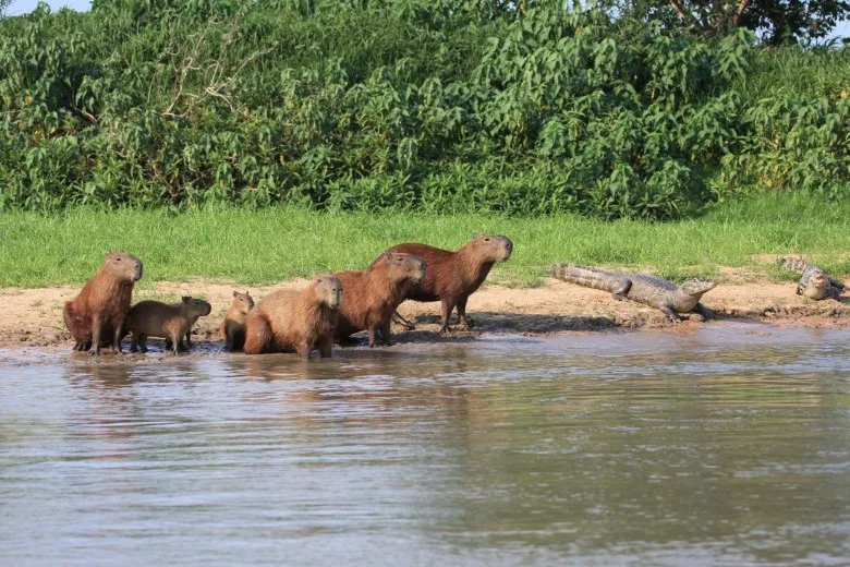 Where to See Capybaras in Peru