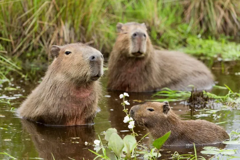 Where to See Capybaras in Peru