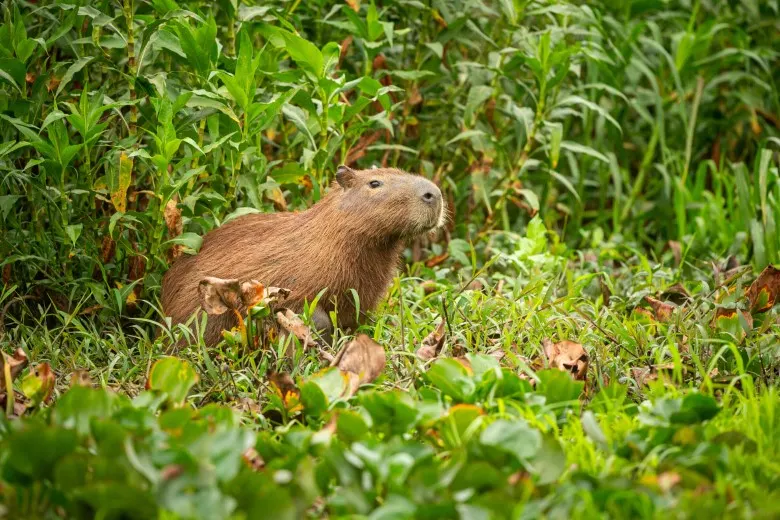 Where to See Capybaras in Peru