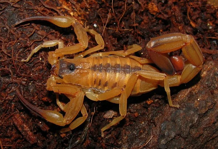 The Most Dangerous Animals of the Amazon