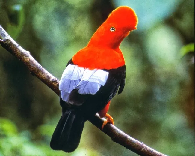 Gallito de las rocas en el Parque Nacional del Manu