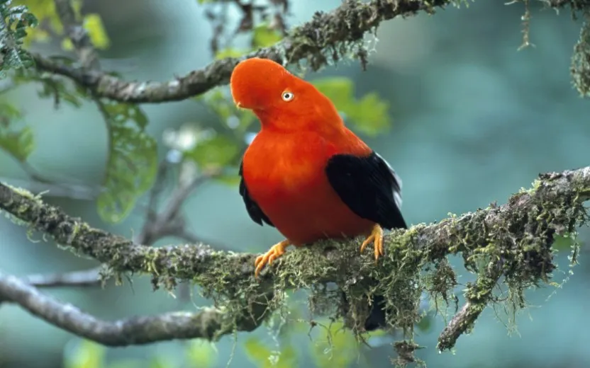 Gallito de las rocas en el Parque Nacional del Manu