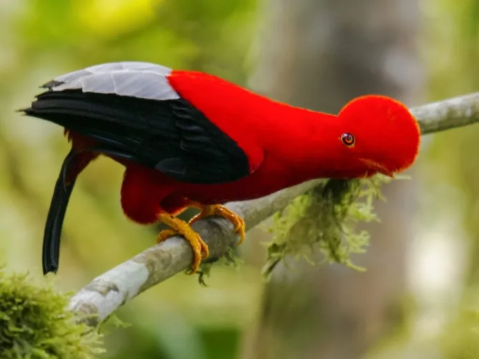 Gallito de las rocas en el Parque Nacional del Manu
