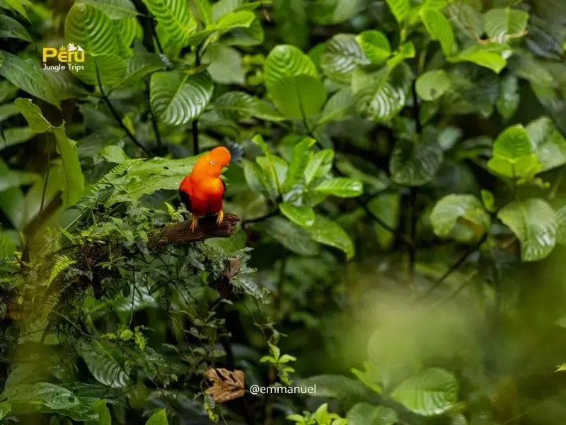 Gallito de las rocas en el Parque Nacional del Manu