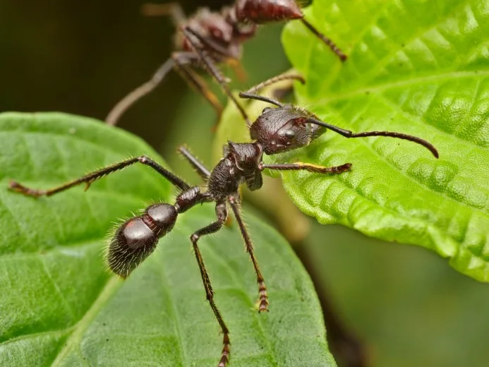 The Most Dangerous Animals of the Amazon