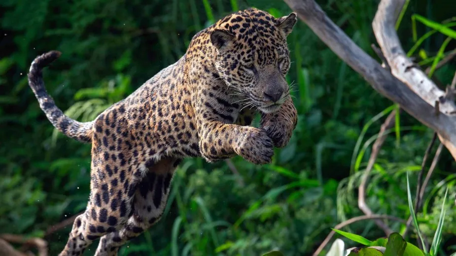 The Most Dangerous Animals of the Amazon