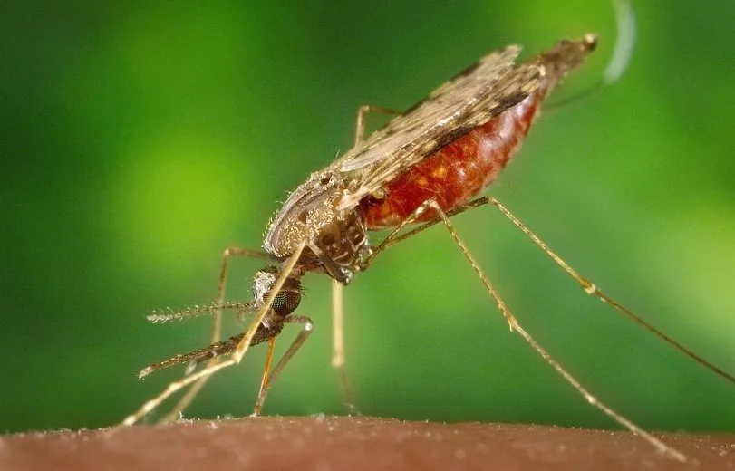 The Most Dangerous Animals of the Amazon