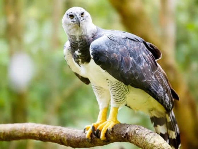 Observación de Aves en el Parque Nacional del Manu