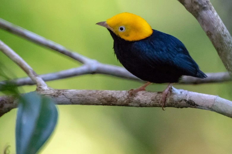 Observación de Aves en el Parque Nacional del Manu