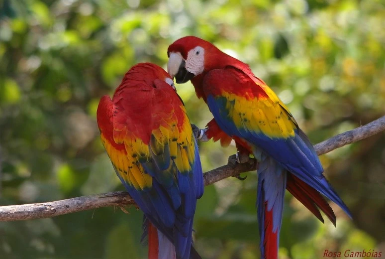 Observación de Aves en el Parque Nacional del Manu