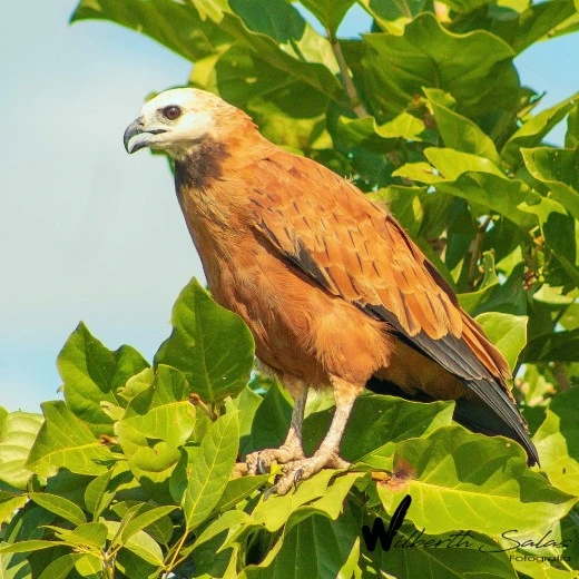 Observación de Aves en el Parque Nacional del Manu