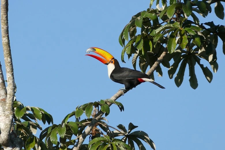 Observación de Aves en el Parque Nacional del Manu