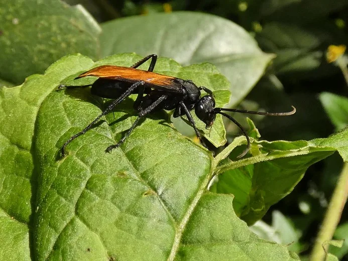 The Most Dangerous Animals of the Amazon