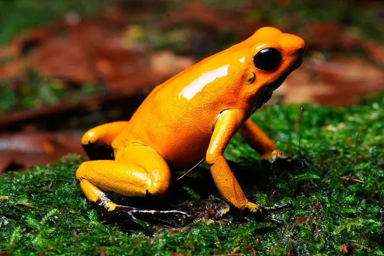 The Most Dangerous Animals of the Amazon