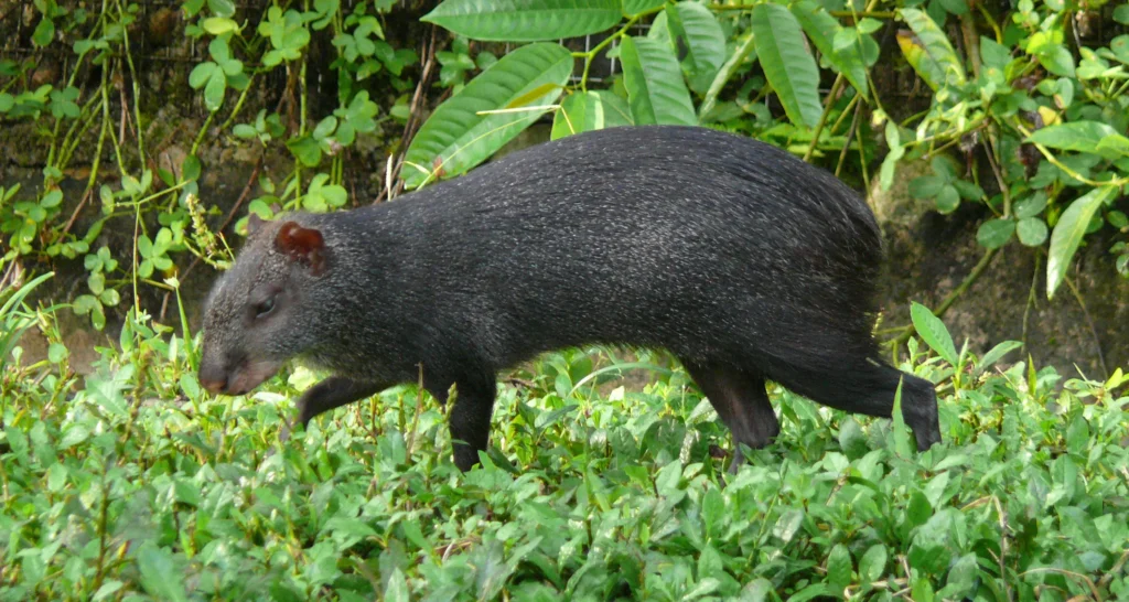 Mamíferos de la Selva Amazónica