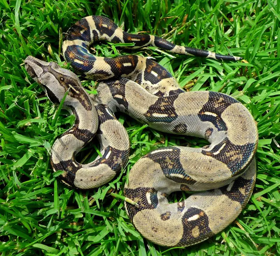 Reptiles of the Amazon Rainforest