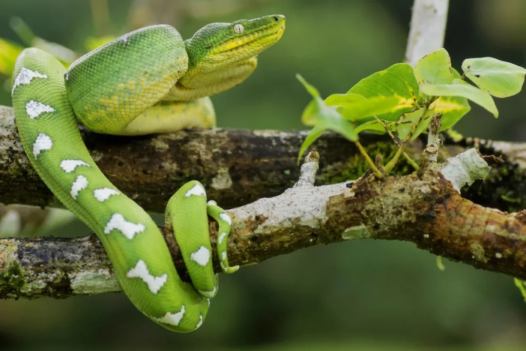 Reptiles of the Amazon Rainforest