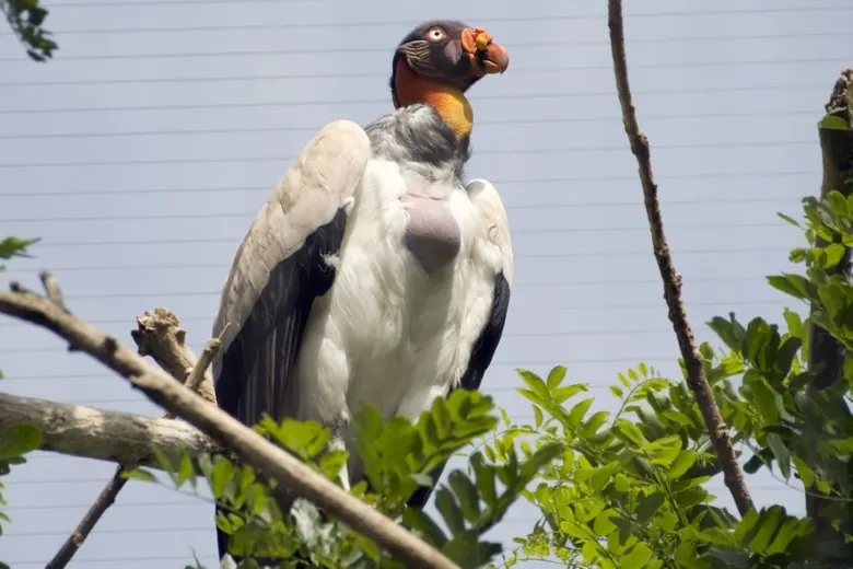Cóndor Real