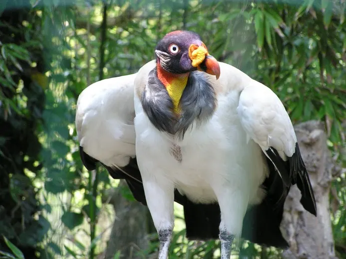 Cóndor Real