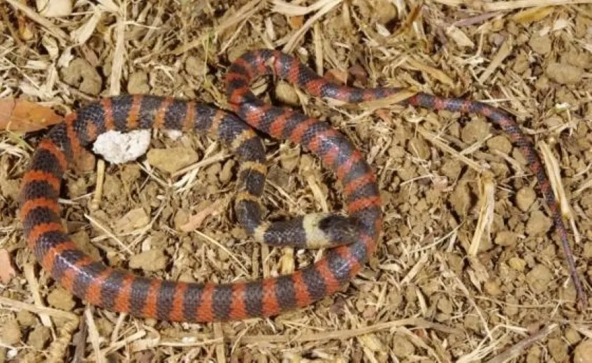 Reptiles of the Amazon Rainforest