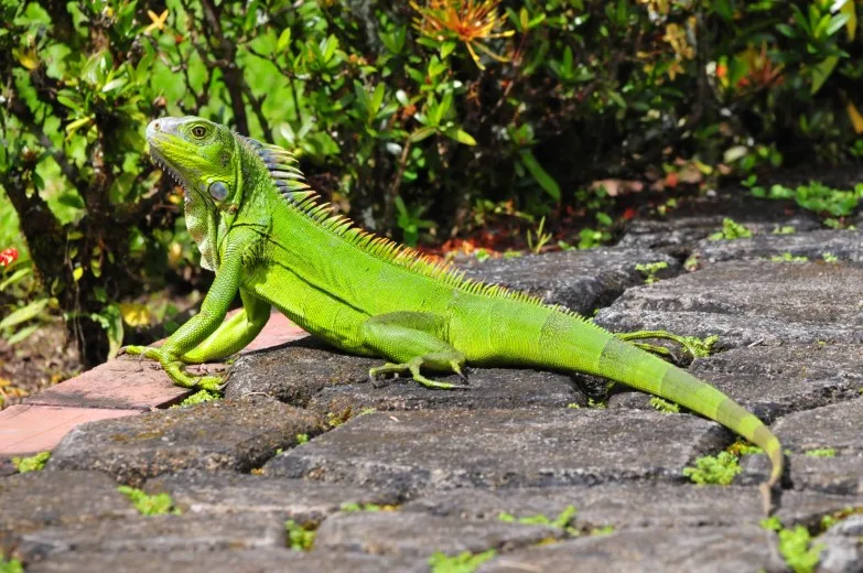 Reptiles of the Amazon Rainforest