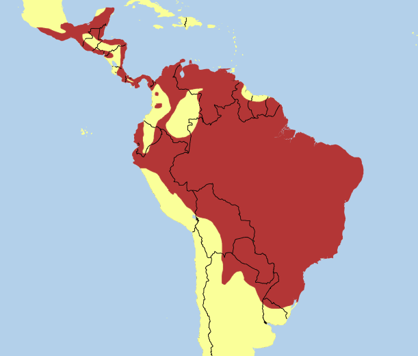 Cóndor Real